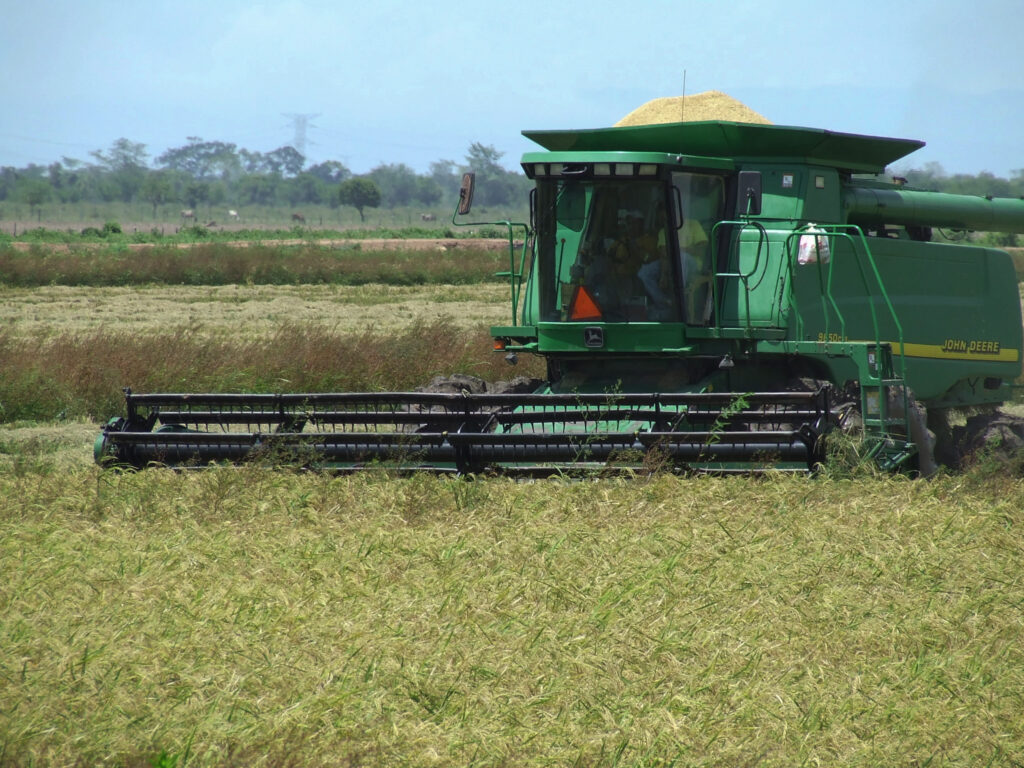 Desarrollan variedades de arroz resistentes a sequía