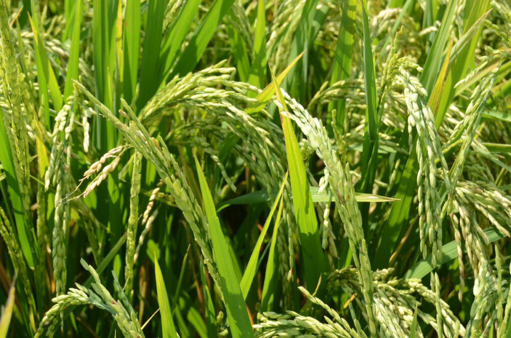 Desarrollan variedades de arroz resistentes a sequía