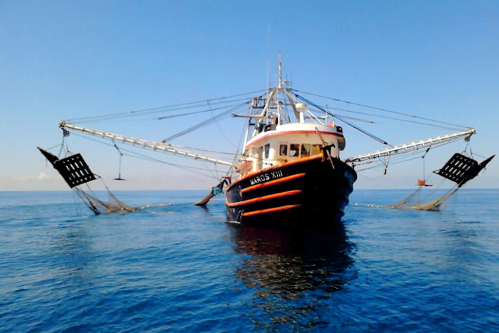 Levantarán veda de pesca de camarón en el Pacífico