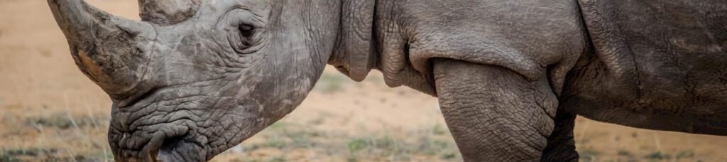 Incautan a gran escala  cuerno de rinoceronte