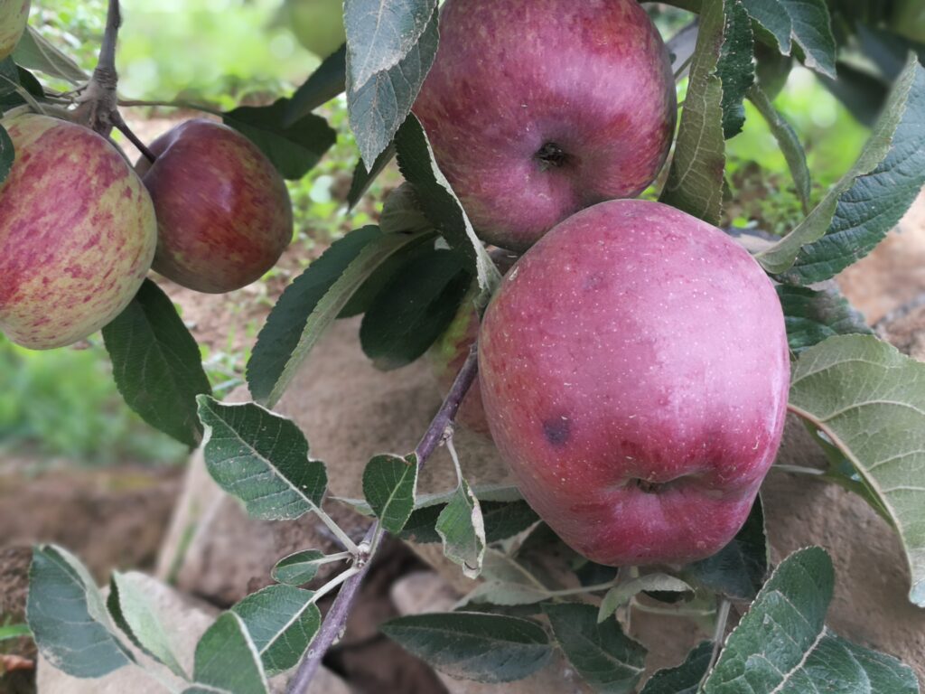 Podría crecer dos dígitos  producción de manzanas 