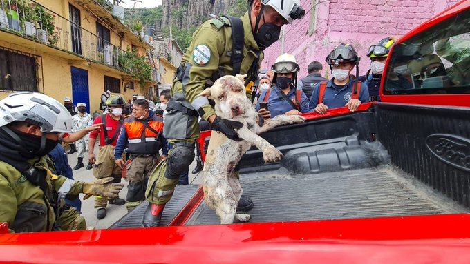 Rescatan perritos de los escombros del Chiquihuite 