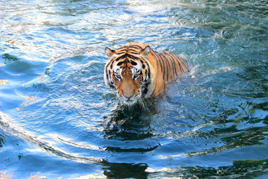 Caza furtiva de tigres en peligro de extinción: una tragedia