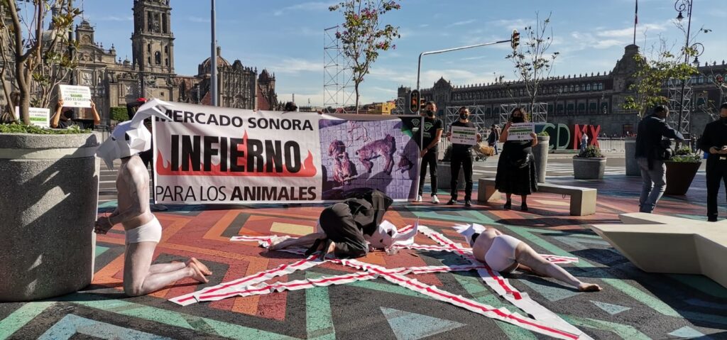 Exigen parar sufrimiento animal en Mercado de Sonora