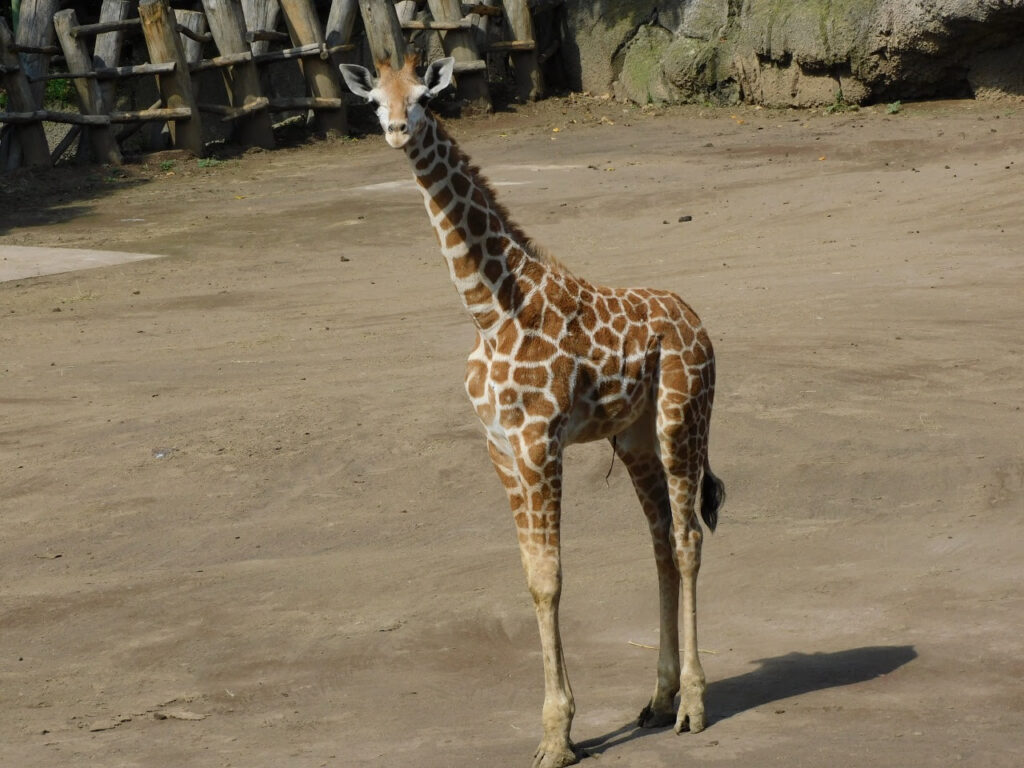 Crece familia de jirafas en Zoológico de Chapultepec