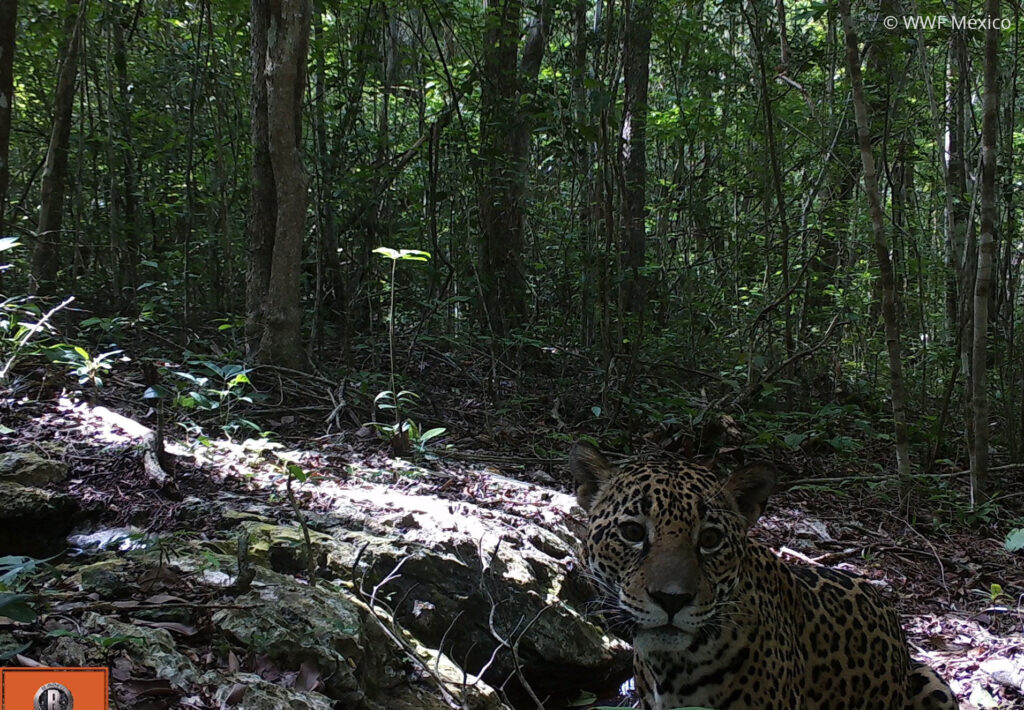 Promueve WWF la coexistencia humano-jaguar