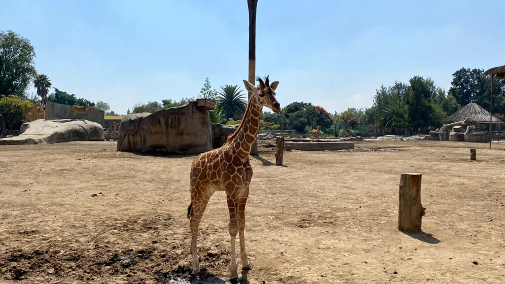 Logran primera crianza artificial de jirafas
