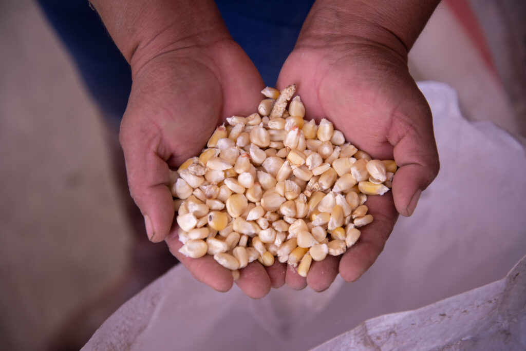 Producirán maíz blanco libre de aflatoxinas y de glifosato