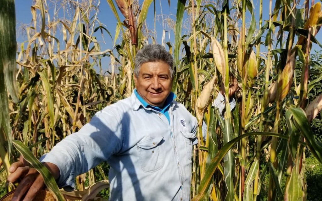 Ofrecen nuevas y mejores variedades de maíz