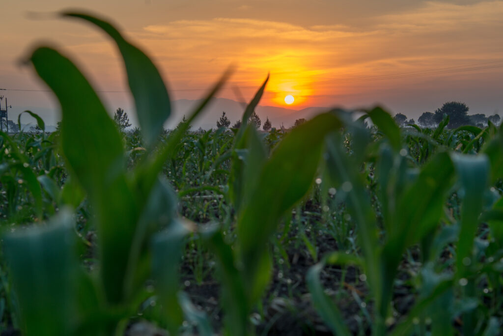 La sanidad vegetal es tarea de todos: Agricultura