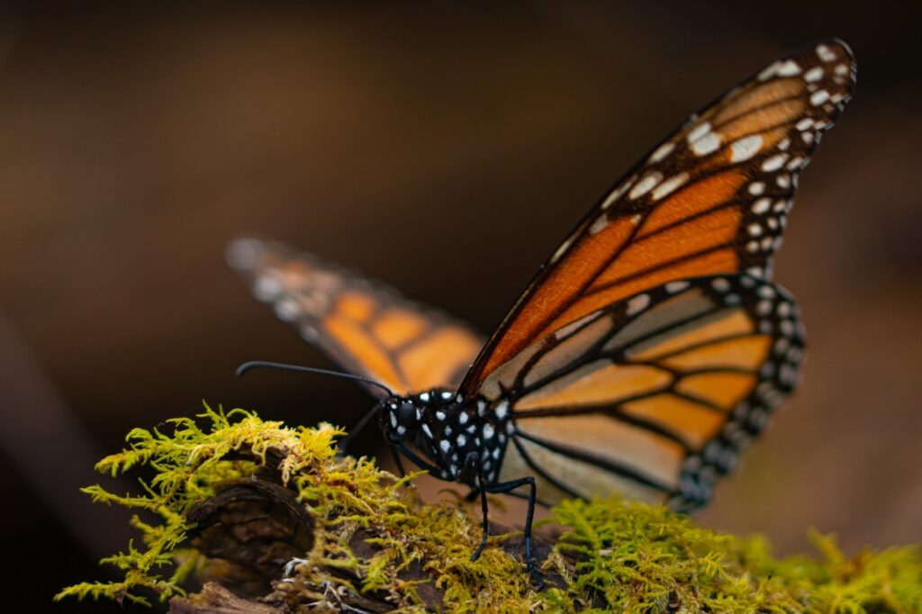 La mariposa monarca entra a la Lista Roja de la UICN