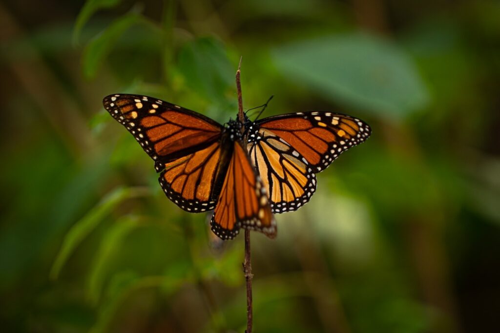 Aumenta 35% la presencia de mariposas Monarca 