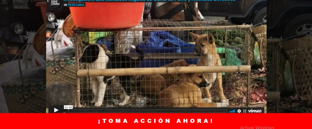 PETA India expone el comercio ilegal de carne de perro