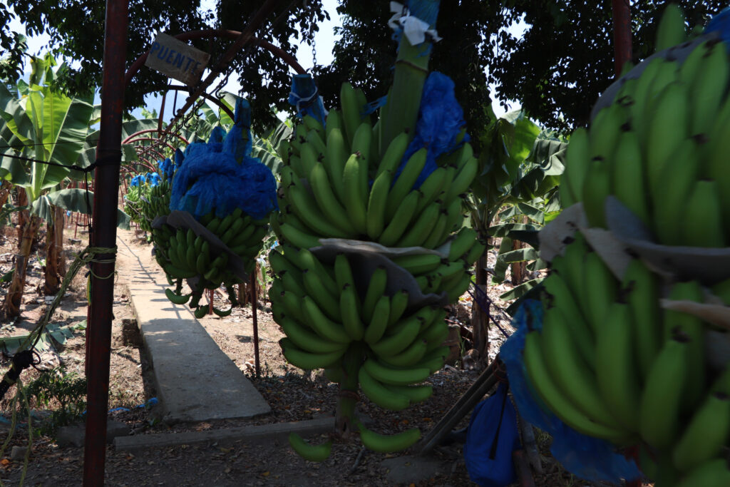 México: autosuficiente en producción de plátano