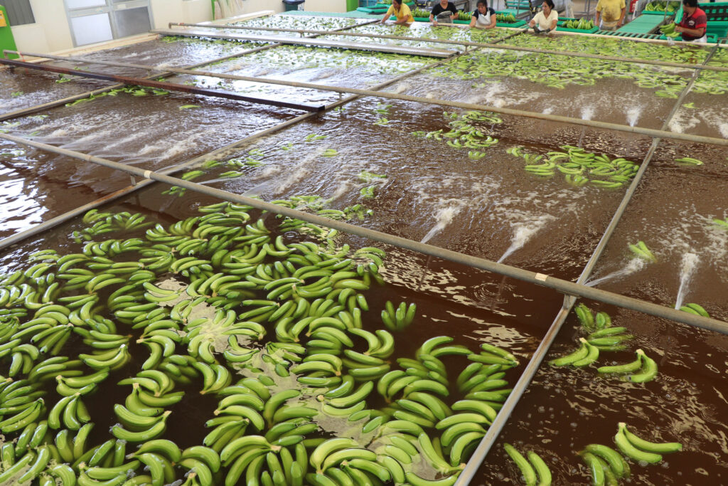 México: autosuficiente en producción de plátano