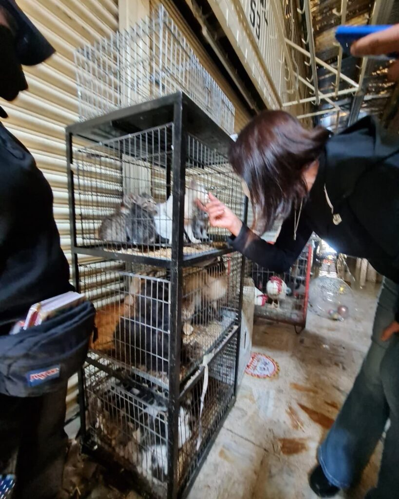 Animales maltratados en Mercado Sonora: revela incendio