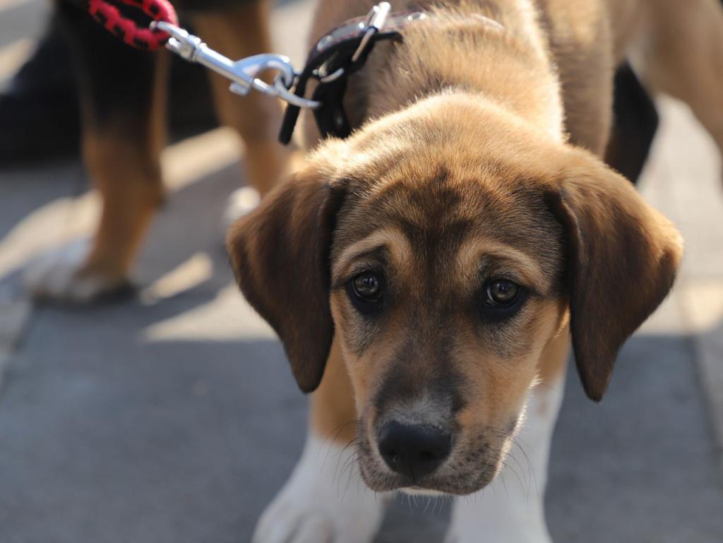 Tlalpan entrega en adopción 16 perros y gatos