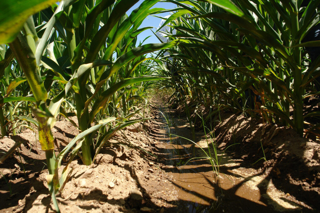 Investigan afrontar cambio climático en la agricultura
