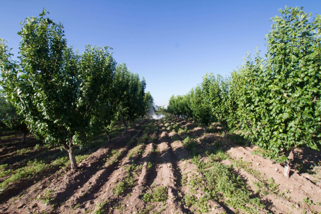 Investigan afrontar cambio climático en la agricultura