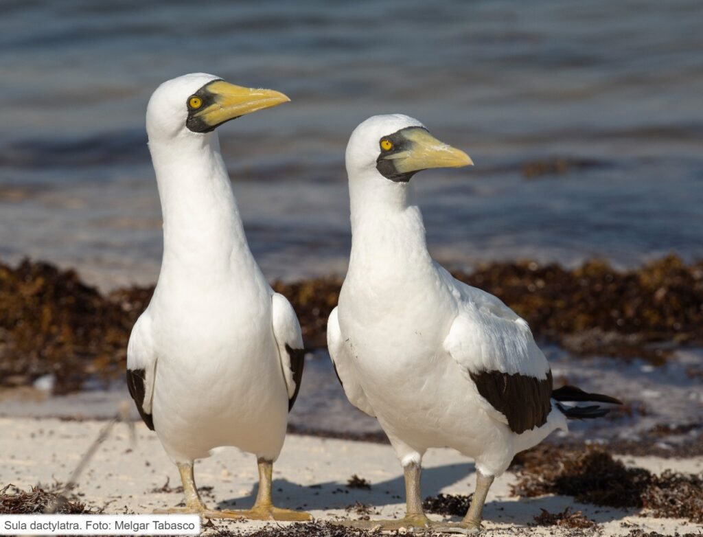 Identifican especies de aves marinas en Parque   Alacranes