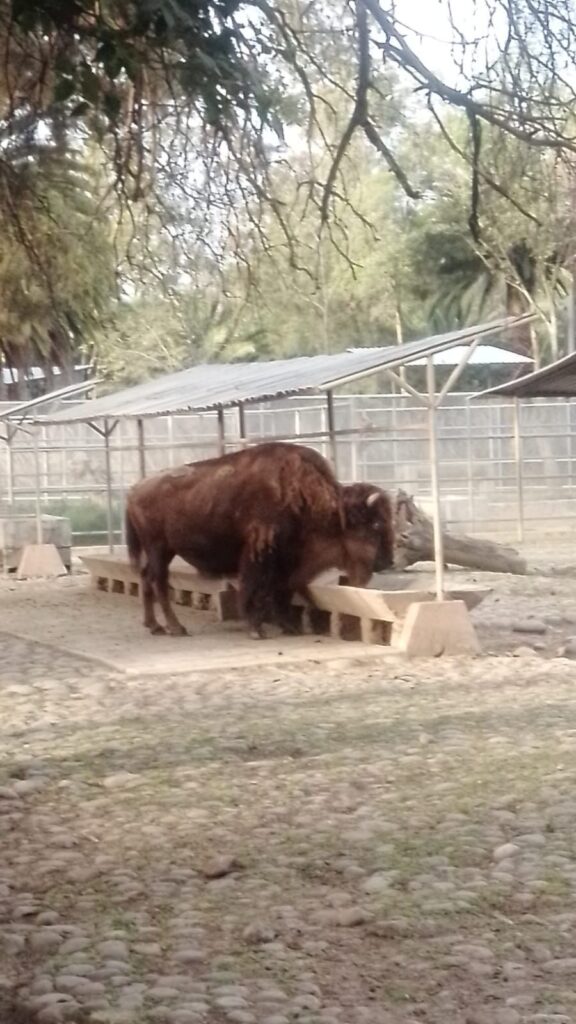 Fallece la bisonte más longeva de Chapultepec 