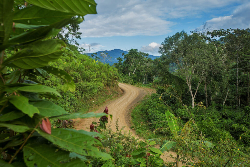 Regeneración natural de bosques enfrenta deforestación