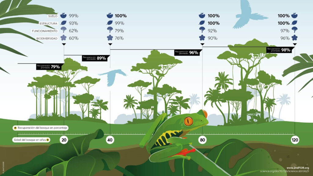 Regeneración natural de bosques enfrenta deforestación