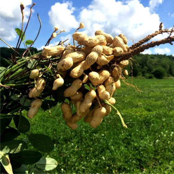Producción de cacahuate superará las 100 mil toneladas