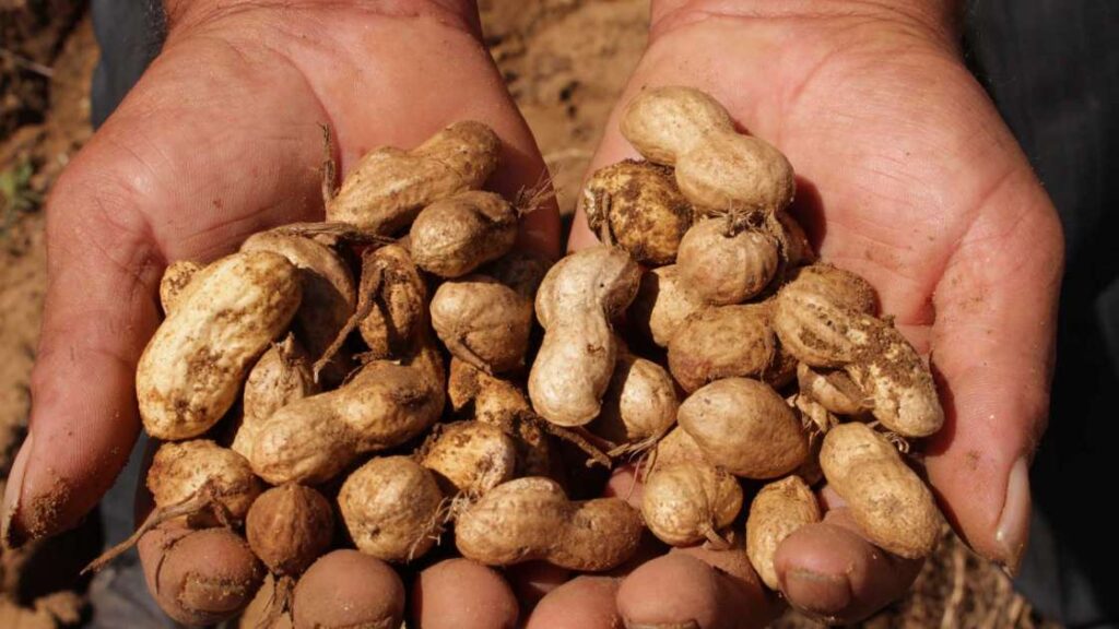 Producción de cacahuate superará las 100 mil toneladas