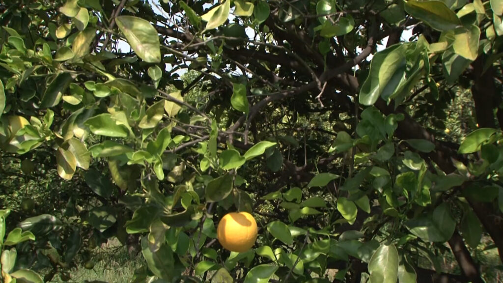 Garantizan abasto de frutos de temporada decembrina