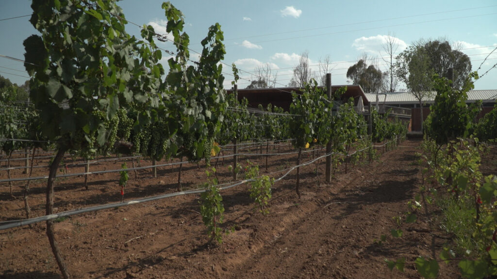 Garantizan abasto de frutos de temporada decembrina