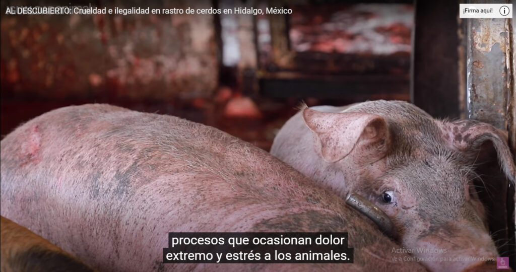 Hidalgo va por protección hacia animales de granja 