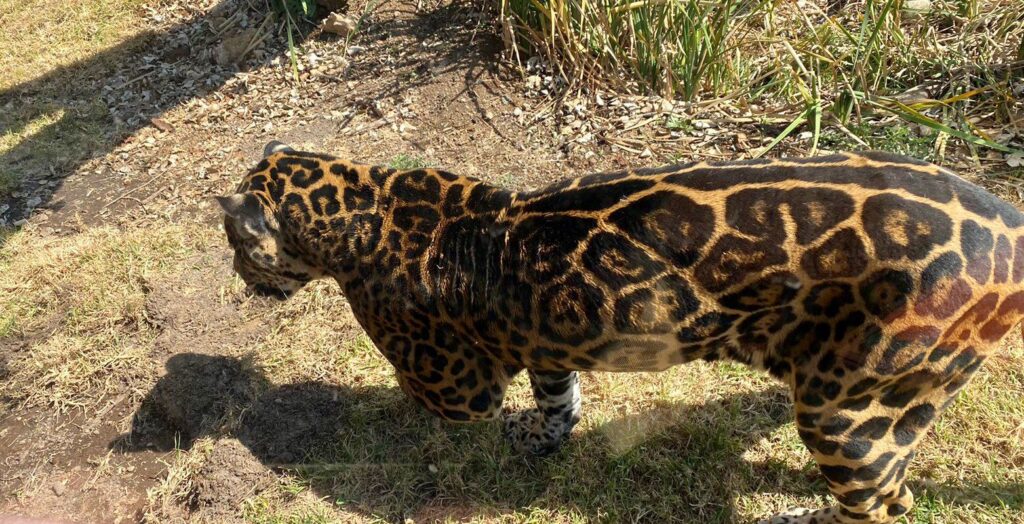 Inauguran Santuario Jaguar para salvar a esta especie 