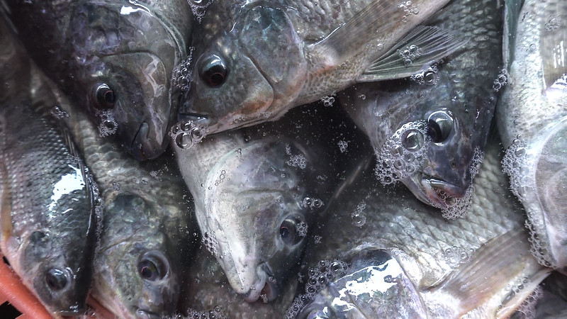 Asfixiados: la cruel indiferencia hacia los peces 