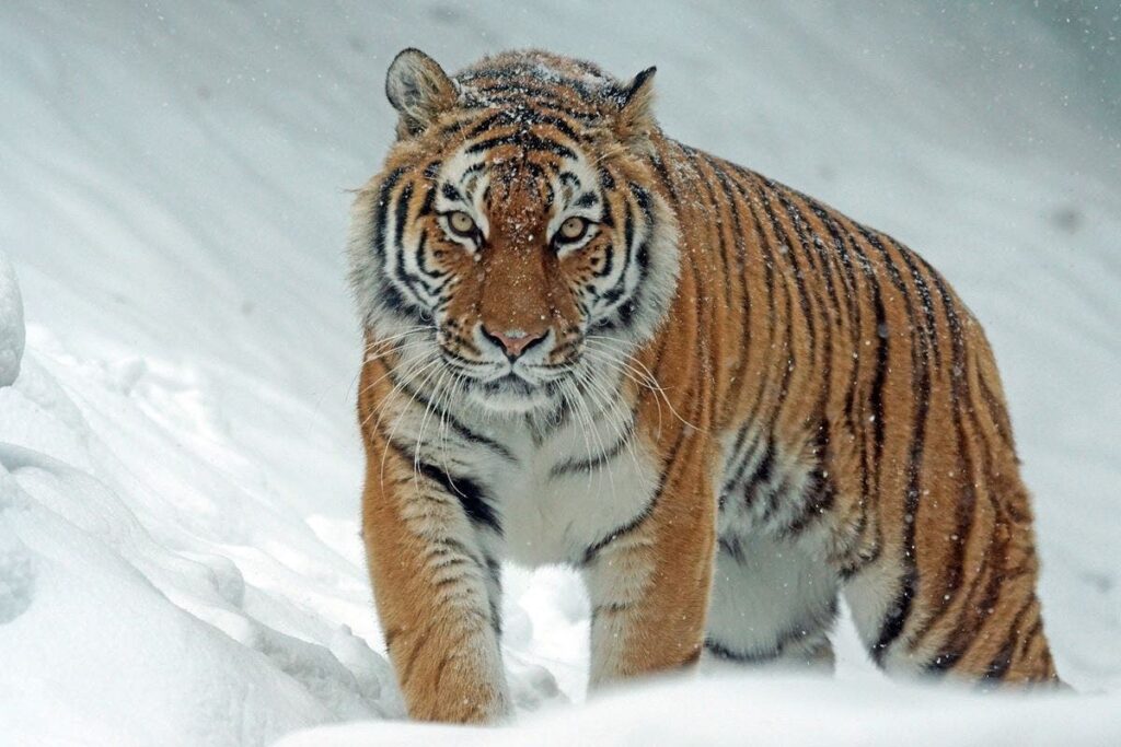 Avistan huellas de tigres de Amur casi extintos