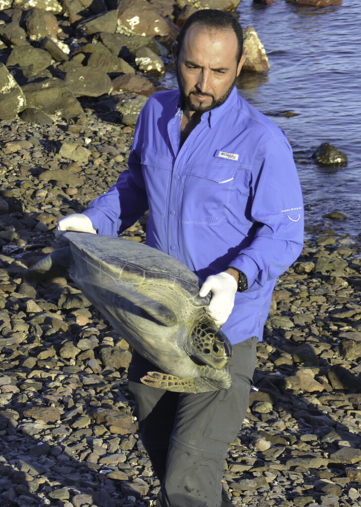 Estudia cinco especies de tortuga marina en peligro 