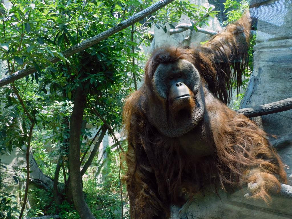 Fallece el orangután “Toto” en Zoológico de Chapultepec