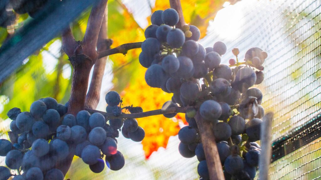 Productores garantizan el abasto de uva para año nuevo