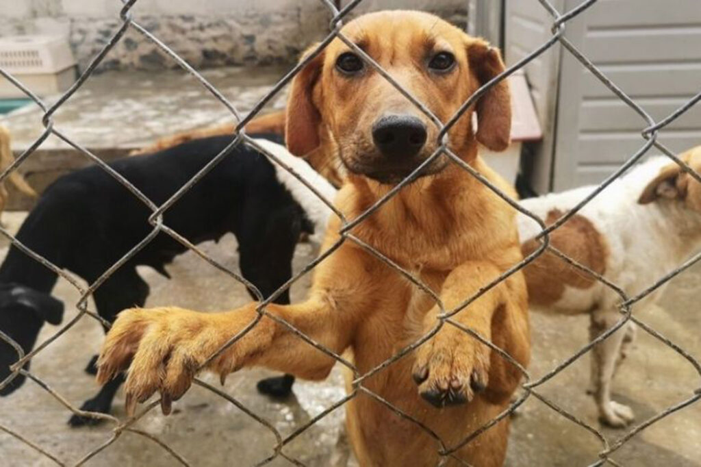 Grave retroceso en Ley de Protección a los Animales