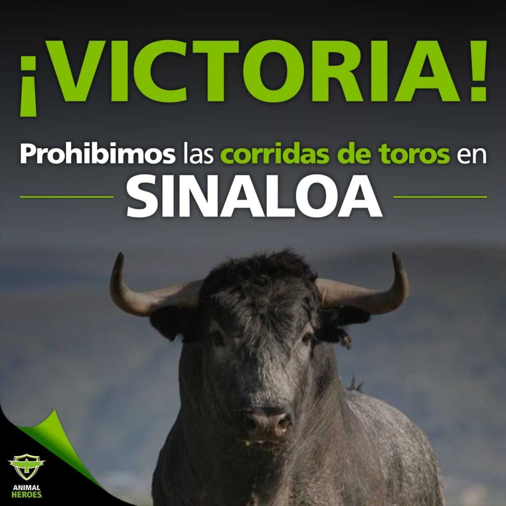 Congreso de Sinaloa anula veto y prohíbe tauromaquia 