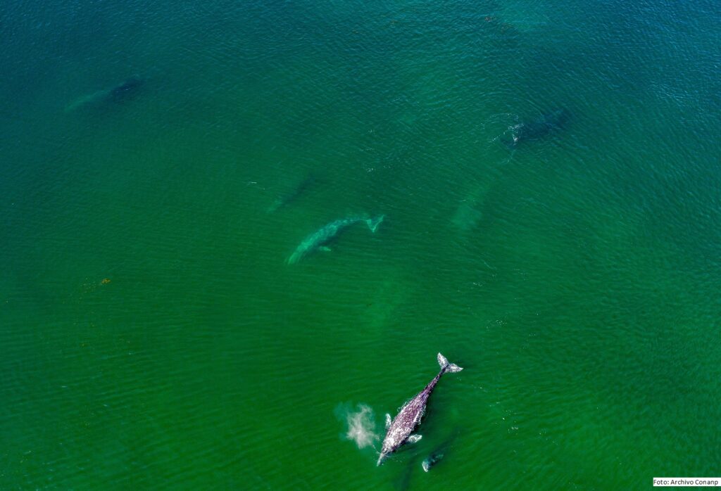 Llegan las primeras ballenas grises a las lagunas de BCS 
