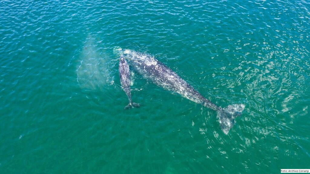 Llegan las primeras ballenas grises a las lagunas de BCS 