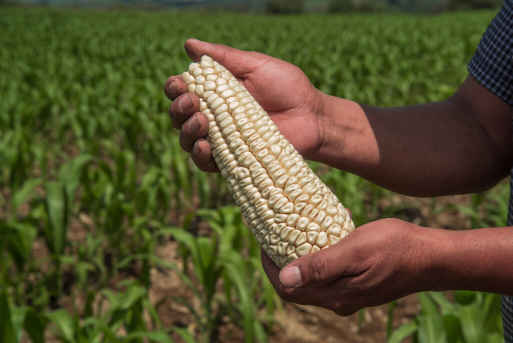Comprará Segalmex 521 mil toneladas de maíz