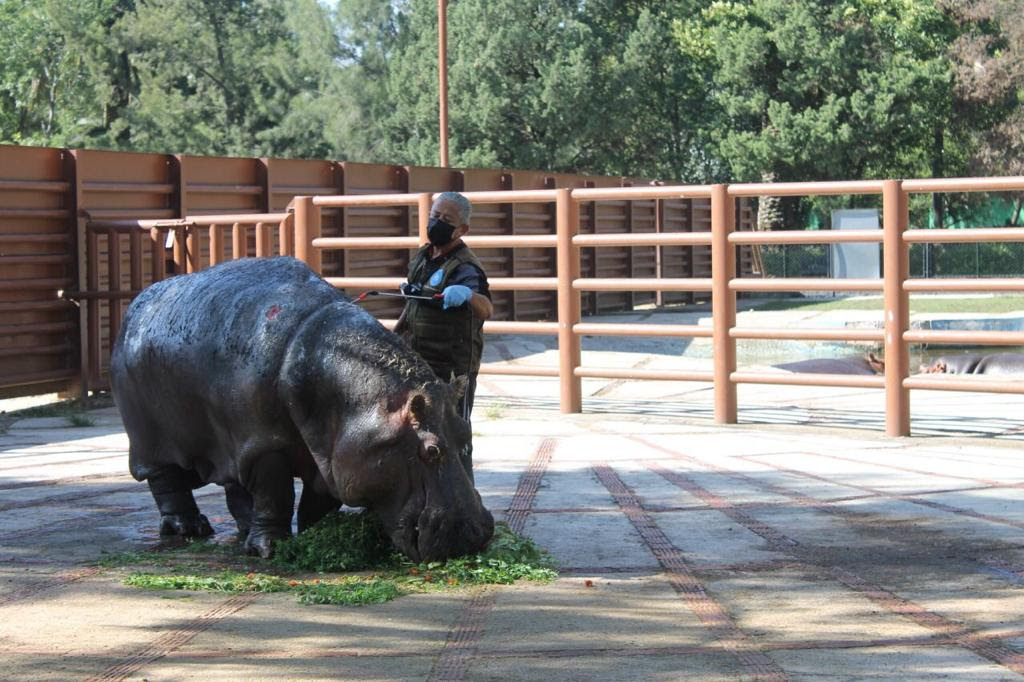 Fallece hipopótamo más longeva del Zoológico de Aragón