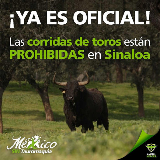 Es oficial: corridas de toros están prohibidas en Sinaloa