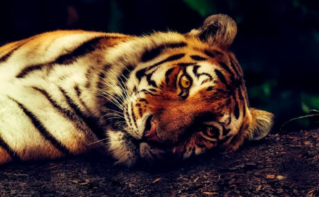La caza furtiva amenaza a los tigres de Tailandia