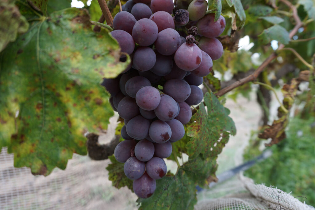 Fortalecen recursos para combatir plagas de la uva