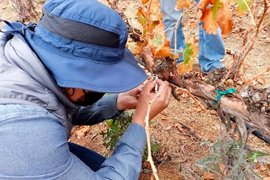 Fortalecen recursos para combatir plagas de la uva