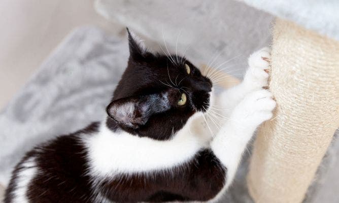 Por qué no deberías extraer las uñas a tu gato