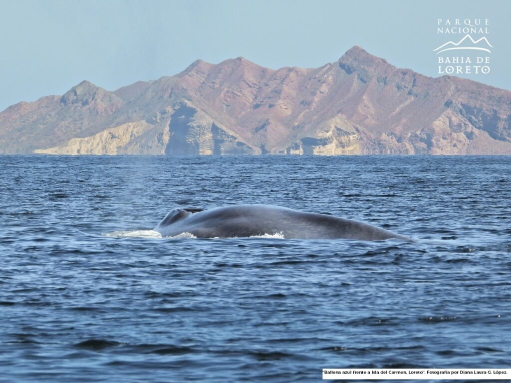 Llegan los primeros ejemplares de ballena azul